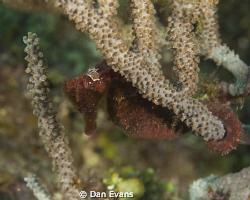 Roatan seahorse (5D MII 100mm) by Dan Evans 